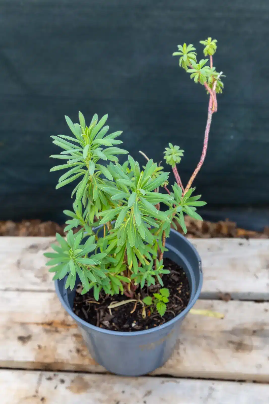 Ephorbe Cariacas (2), plante seconde vie Passi Jardin