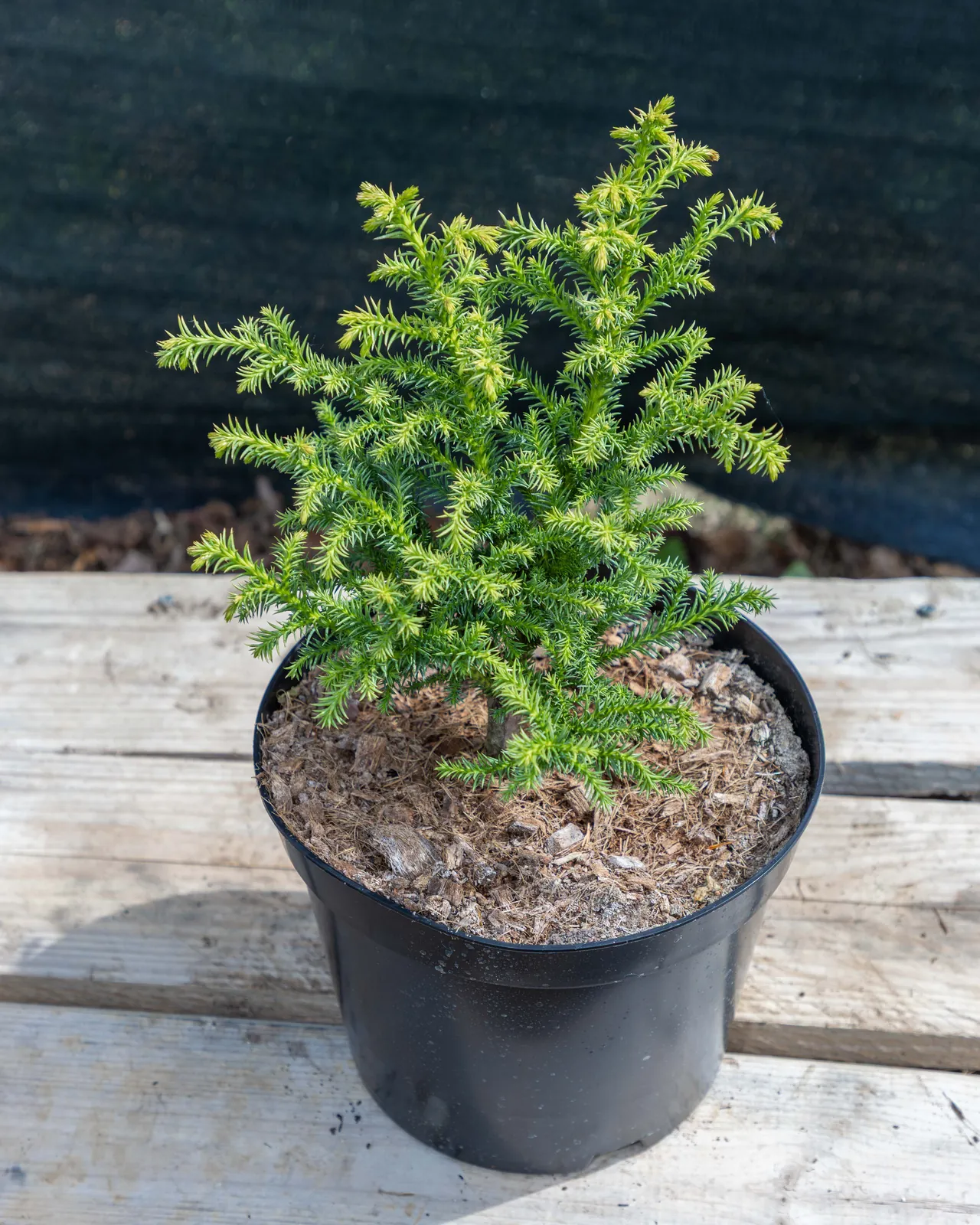 Cryptomeria japonica en pot 5L, Conifère compact idéal jardin japonais