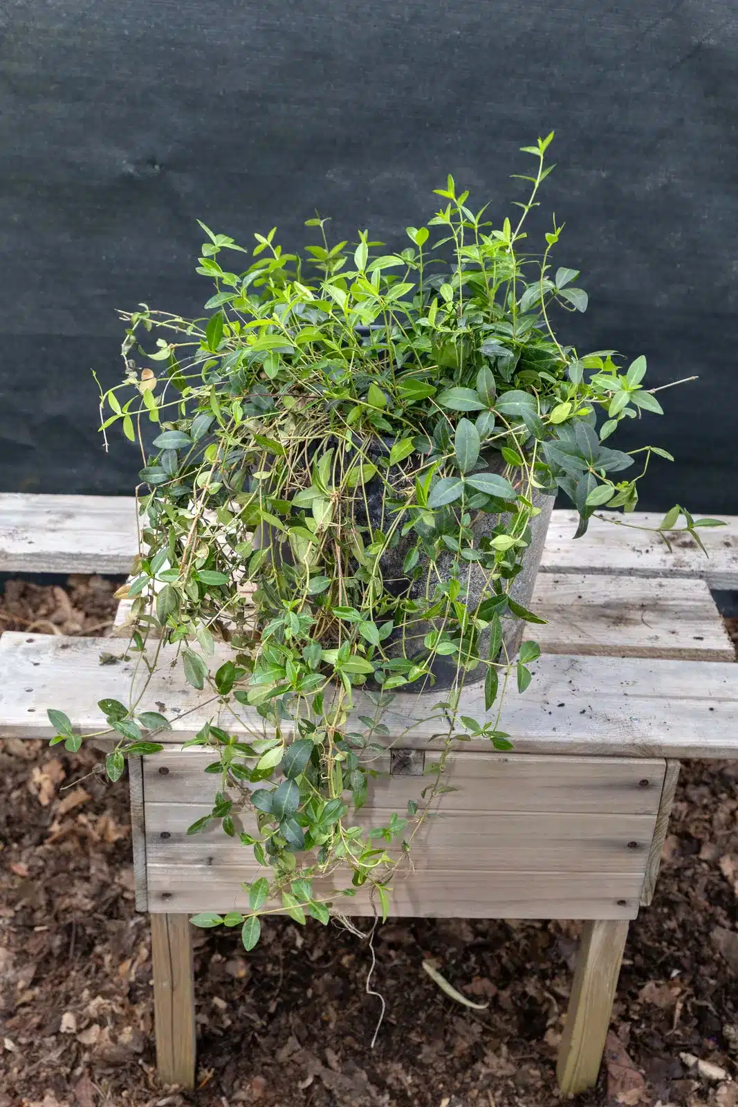 Vinca, plante seconde vie Passi Jardin