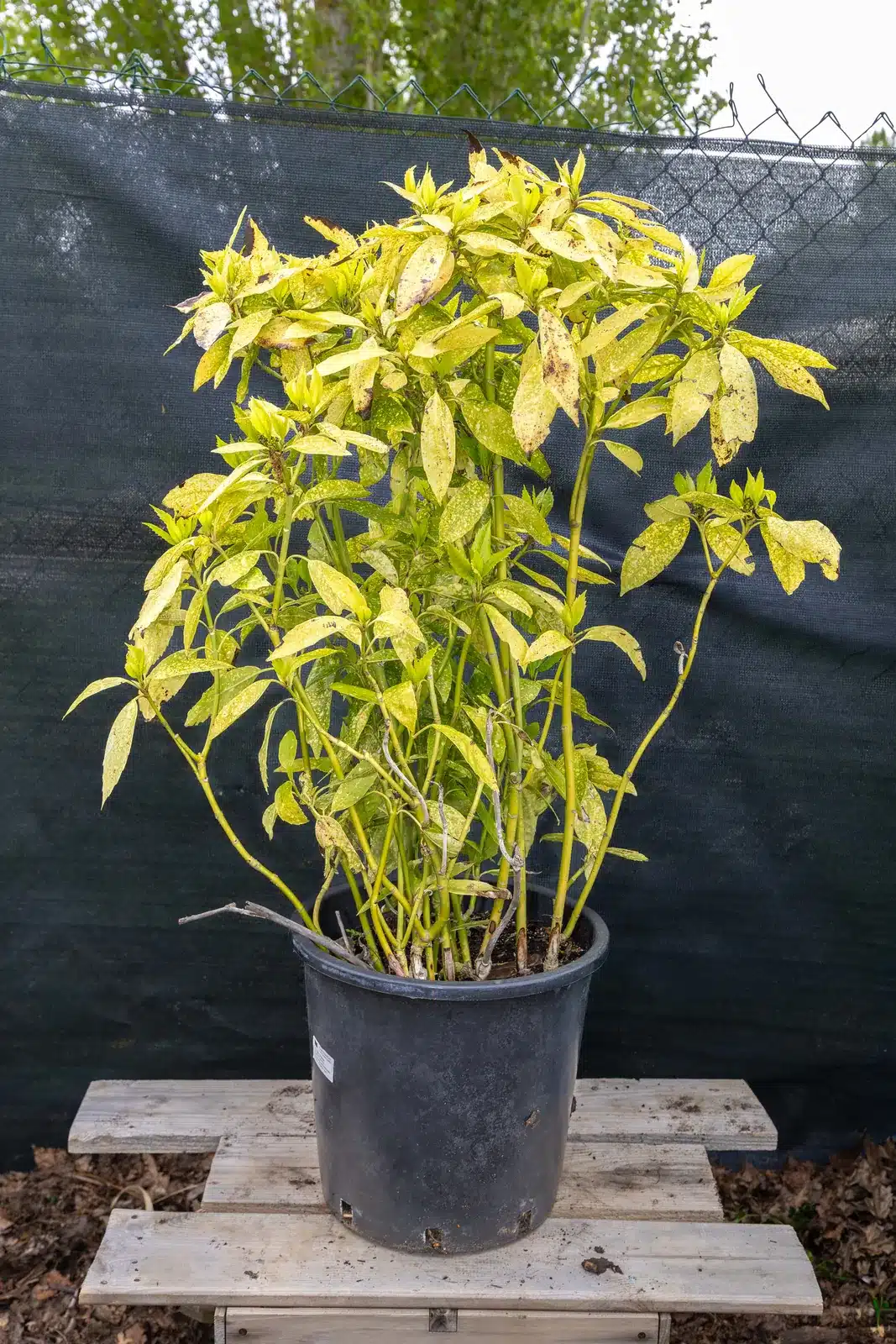 Aucuba japonica (1), plante seconde vie Passi Jardin