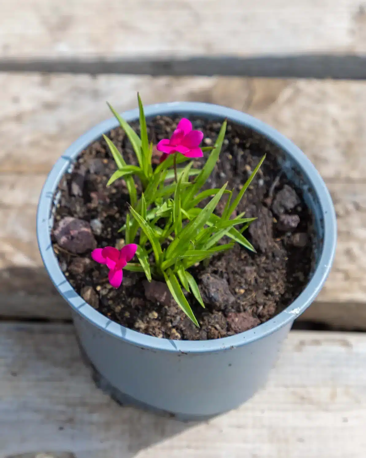 Rhodohypoxis 'Paula Rouge' en pot 2L, Mini vivace fleurie idéale en rocaille