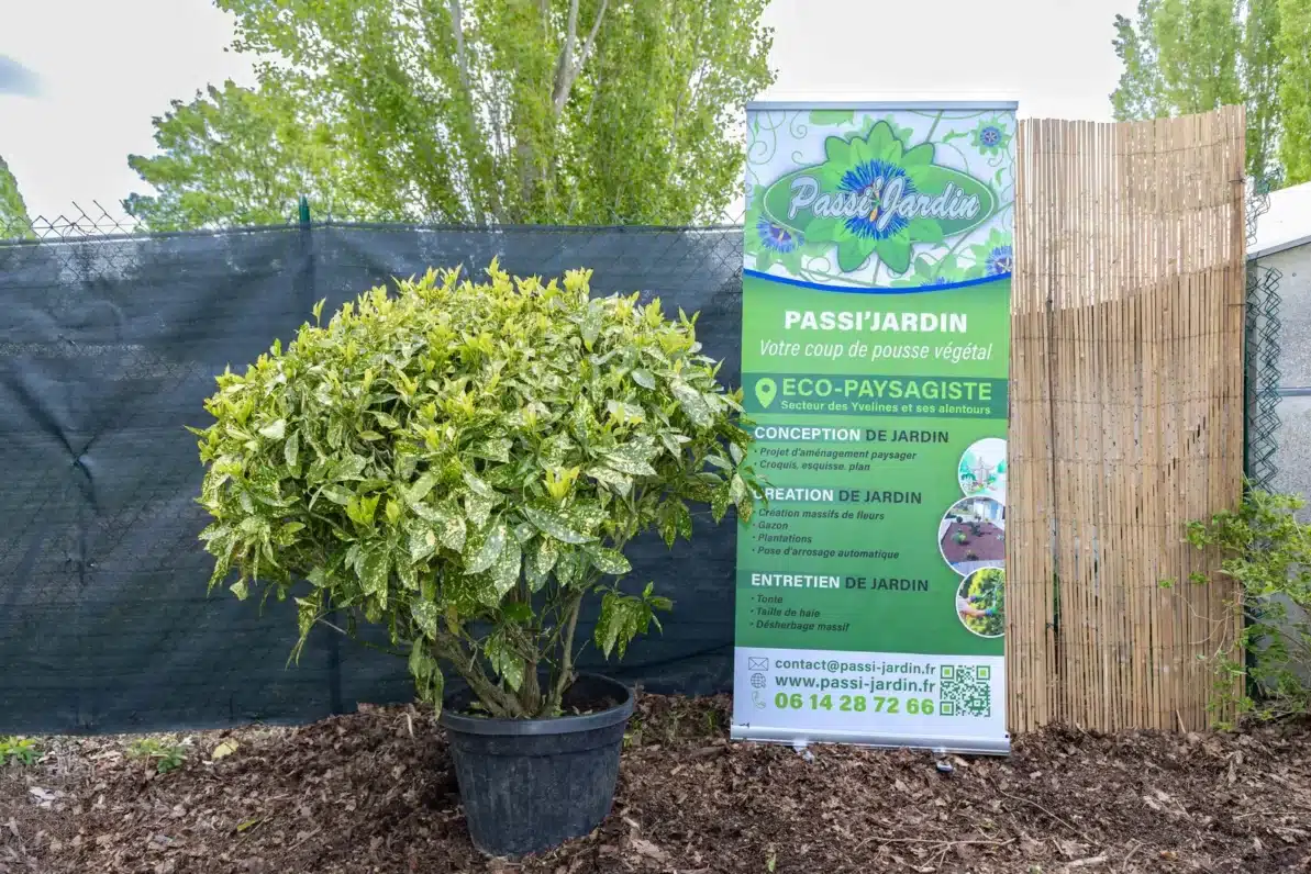 Aucuba japonica (grand sujet), plante seconde vie Passi Jardin