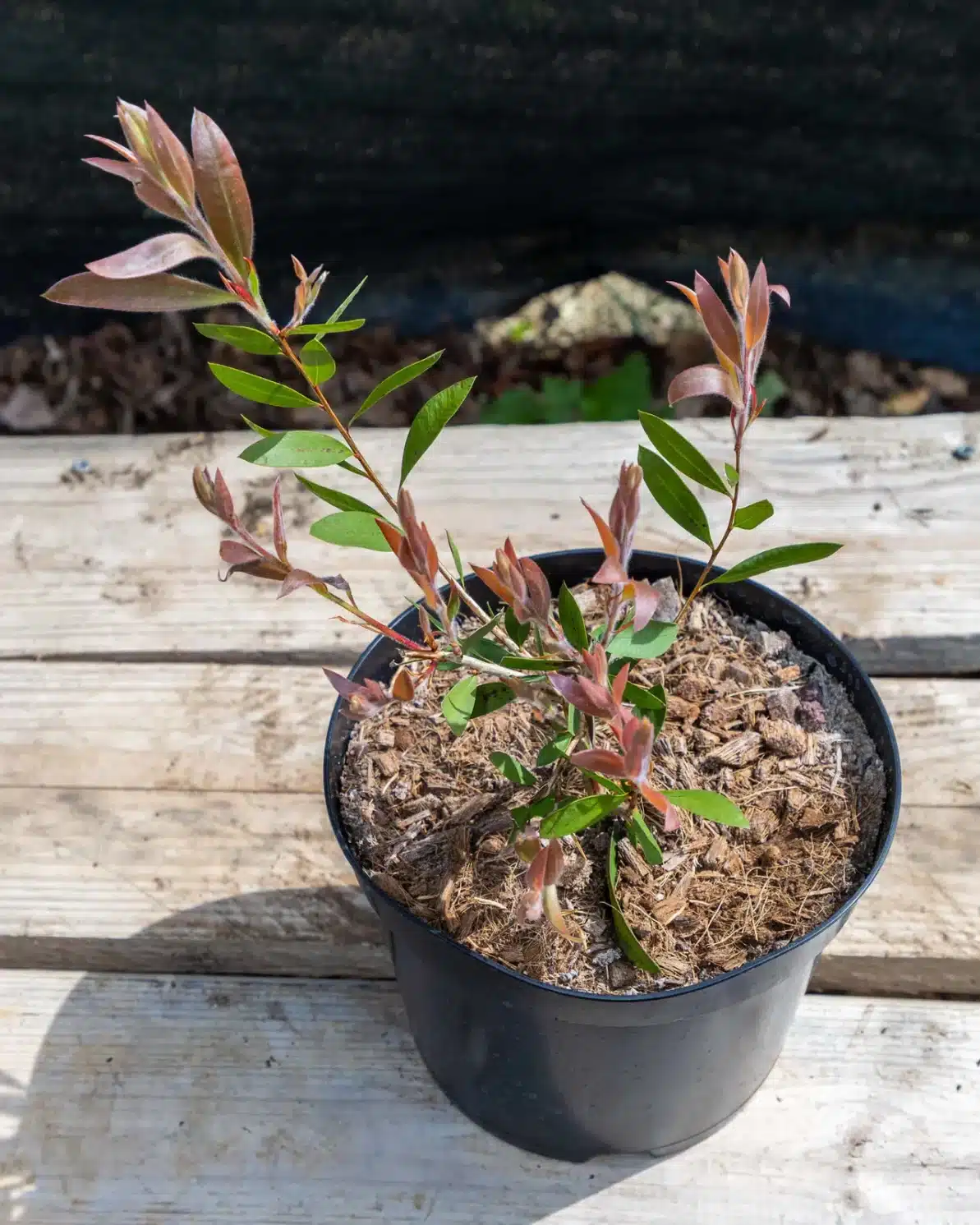 Callistemon laevis en pot 3L, Arbuste méditerranéen aux fleurs en goupillons