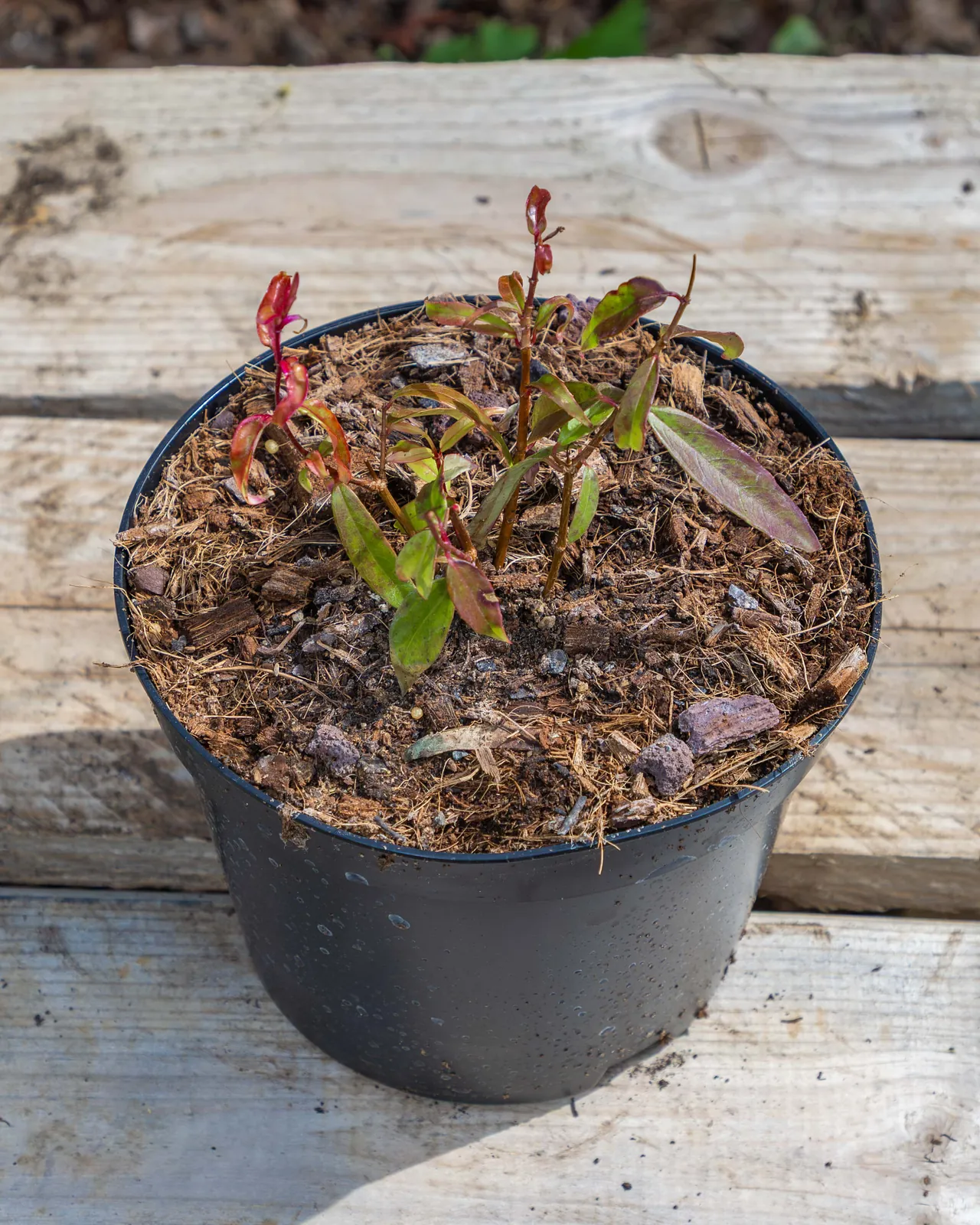 Fuchsia x hatschbachii en pot 2L, Floraison délicate pour zones ombragées
