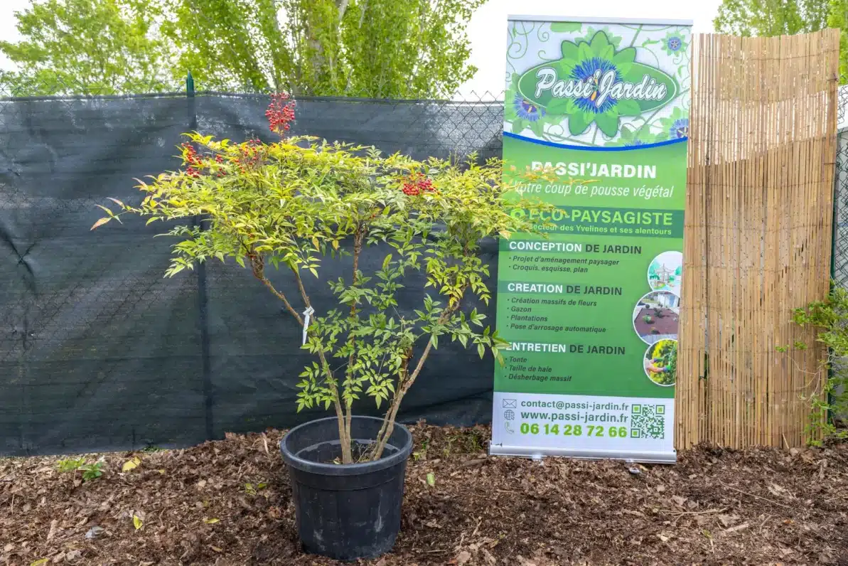 Nandina domestica (grand sujet), plante seconde vie Passi Jardin