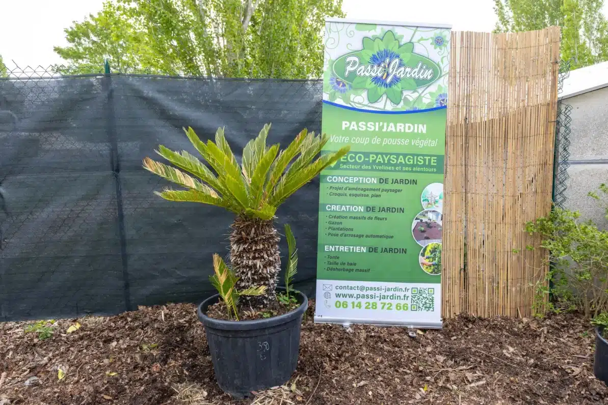Cycas revoluta, plante seconde vie Passi Jardin