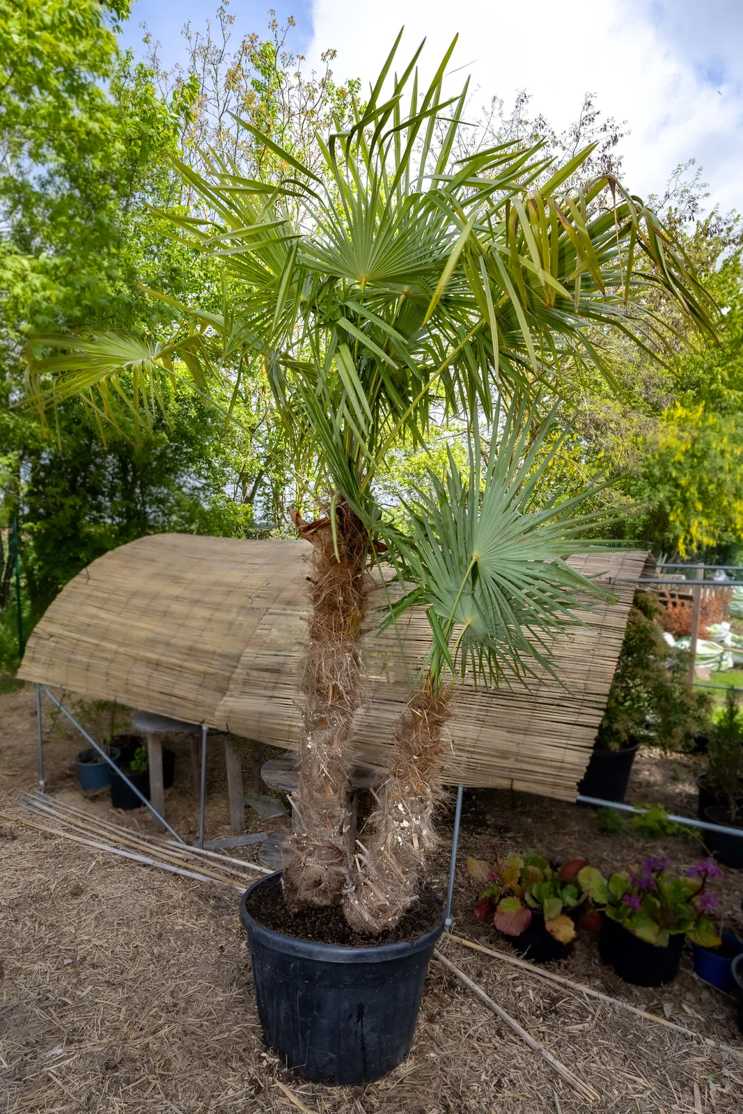 Palmier double tronc, plante seconde vie - Sujet exotique majestueux