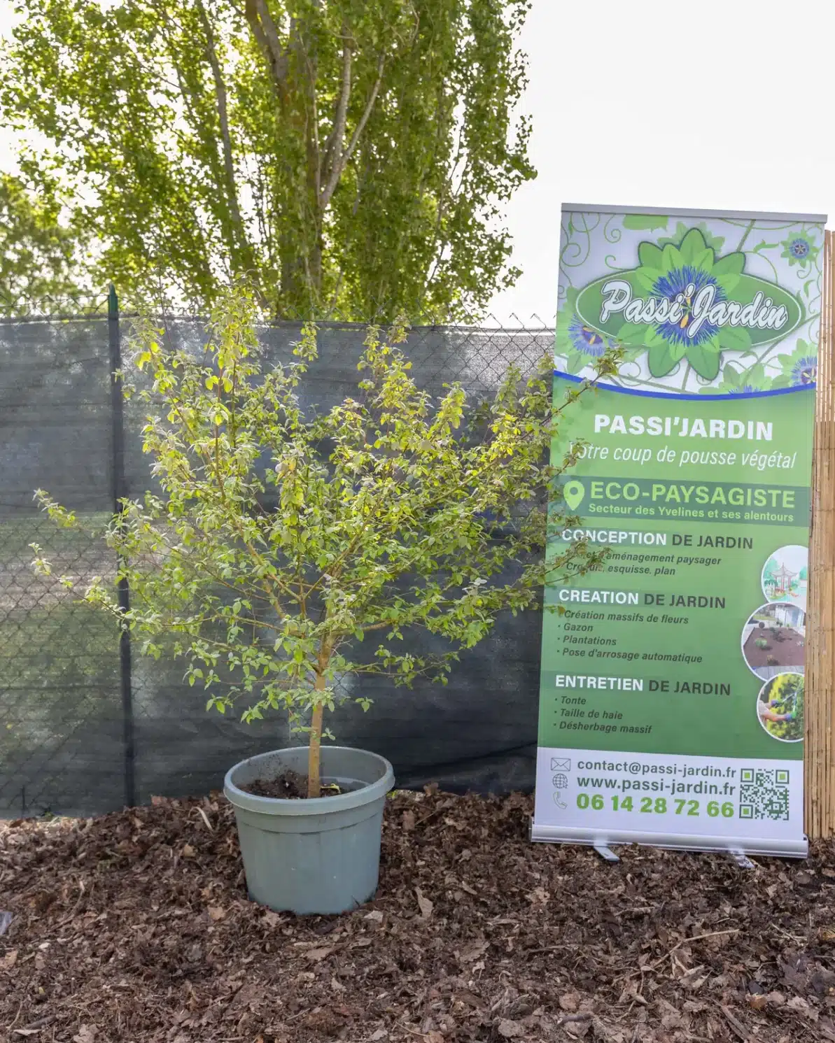 Cornouiller, plante seconde vie Passi Jardin