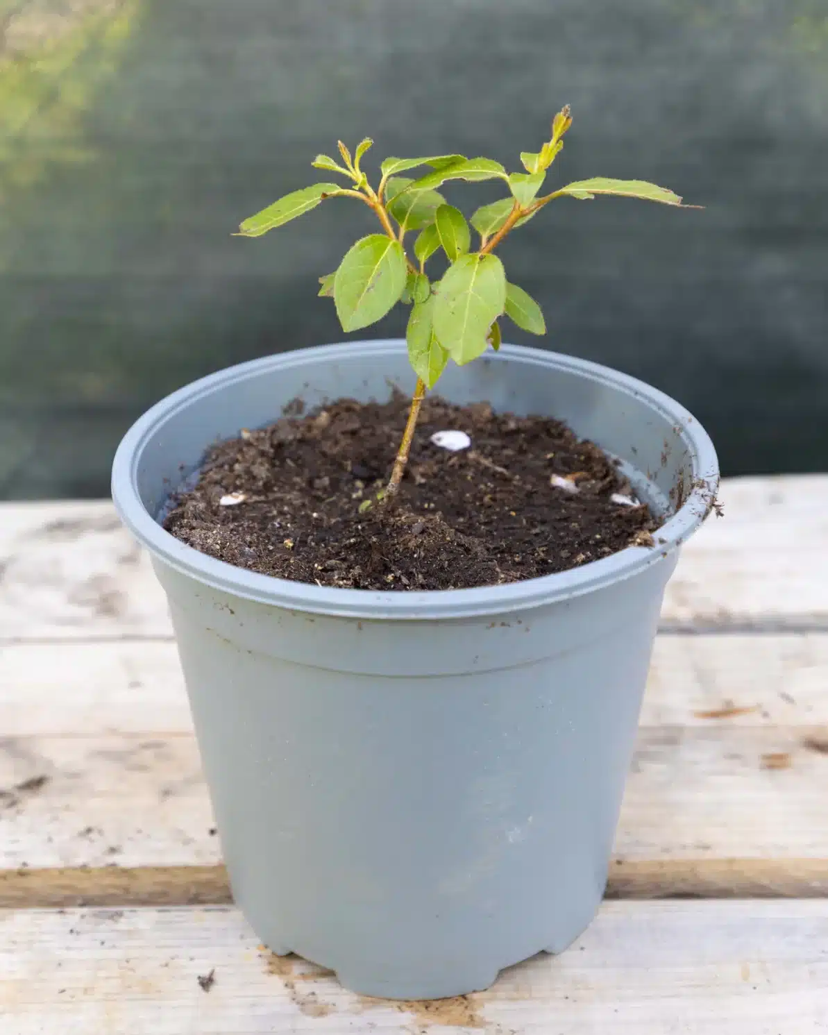 Lonicera nitida (2), plante seconde vie Passi Jardin