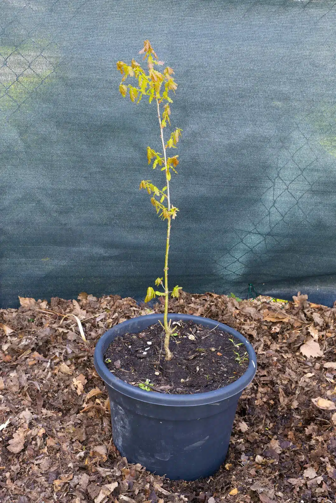 Chêne jeune, plante seconde vie Passi Jardin