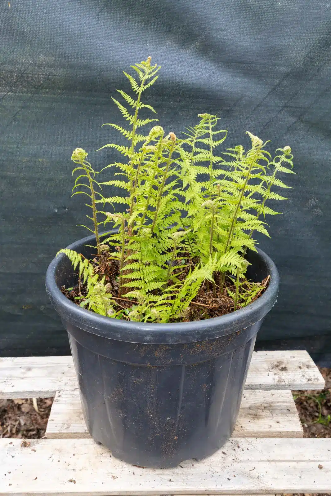 Fougère dryopteris, plante seconde vie Passi Jardin