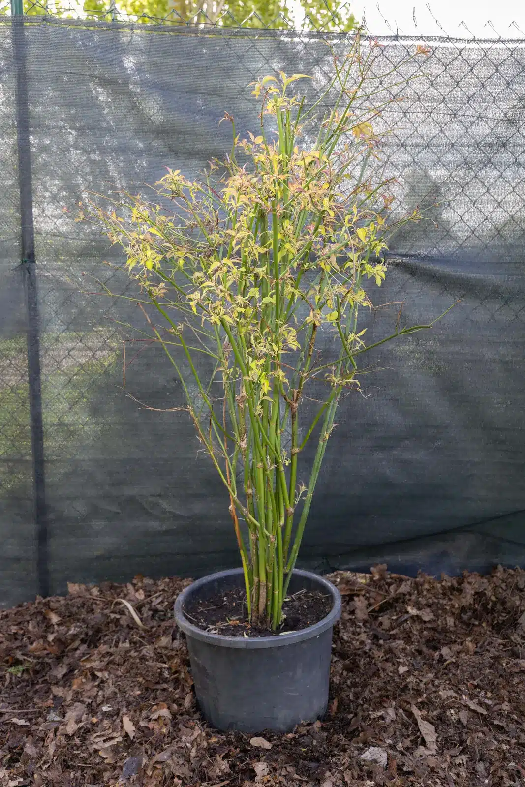 Arbre à faisan, plante seconde vie Passi Jardin