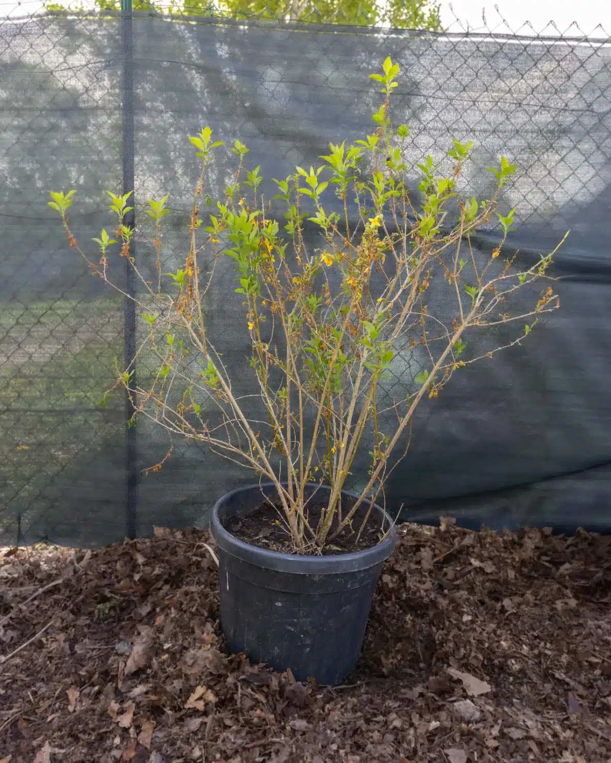 Forsythia, plante seconde vie - Arbuste à floraison jaune éclatante au printemps