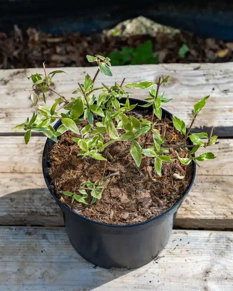 Abelia grandiflora en pot 3L, Arbuste compact à longue floraison