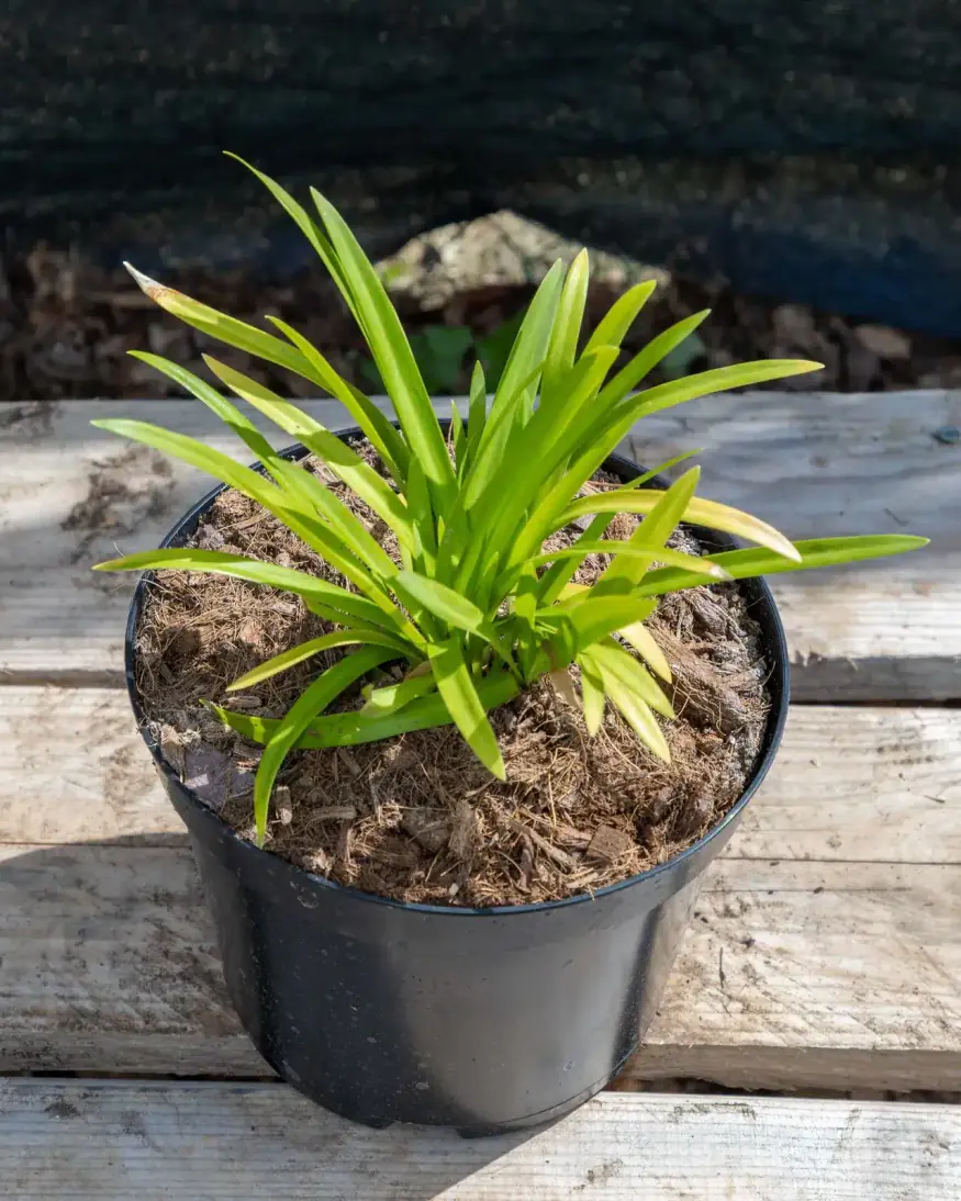 Agapanthus 'Barley Blue' en pot 3L, Floraison estivale graphique