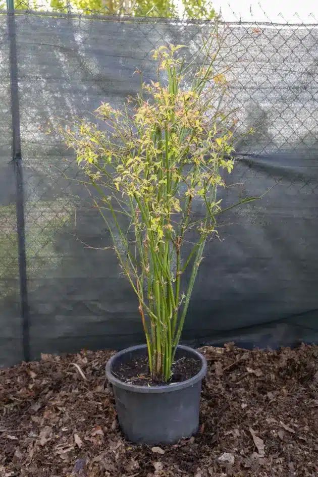 Arbre à faisan, plante seconde vie Passi Jardin