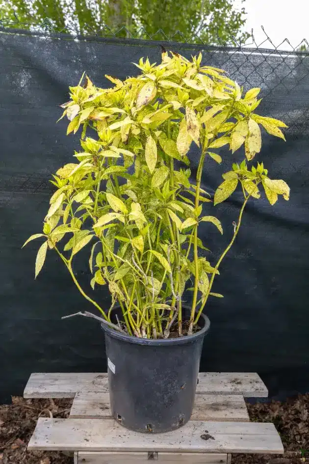 Aucuba japonica (1), plante seconde vie Passi Jardin