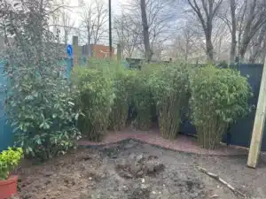 Rangée de bambous et d’arbustes plantés devant la clôture à Buc