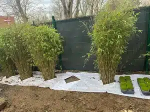 Bambous plantés devant la clôture occultante sur toile de paillage à Buc