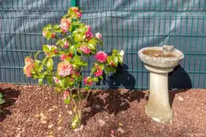 Camélia en fleurs et vasque en pierre dans un massif paillé à Buc