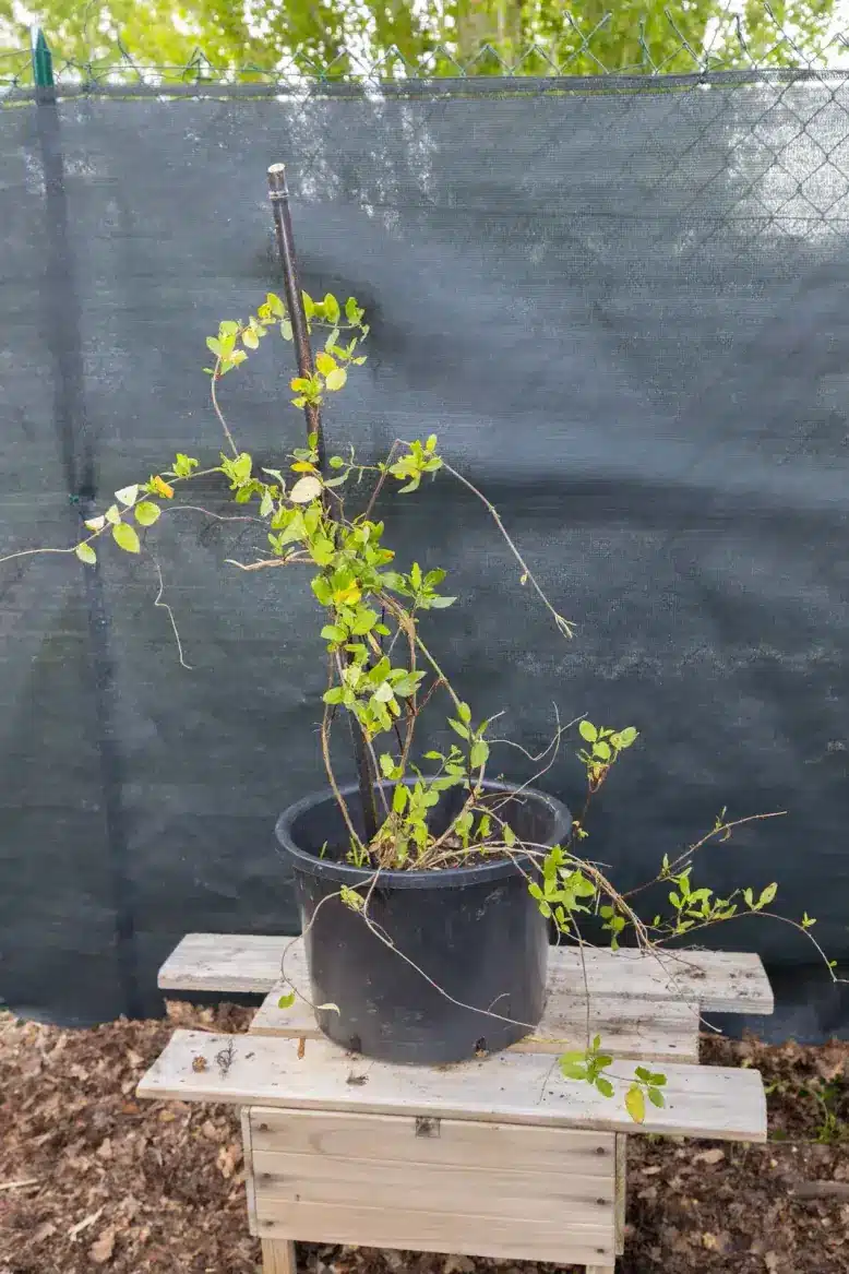Chèvrefeuille grimpant, plante seconde vie remise en culture par Passi Jardin