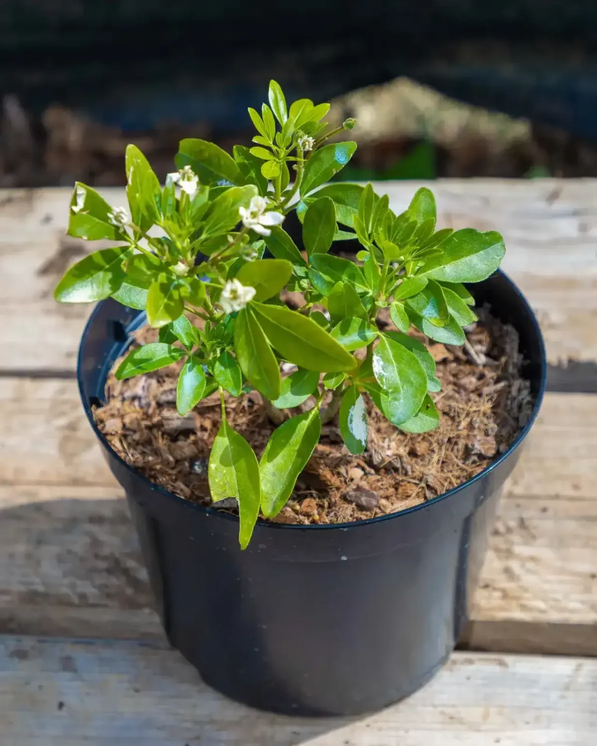 Choisya ternata en pot 3L, Persistant parfumé facile d’entretien