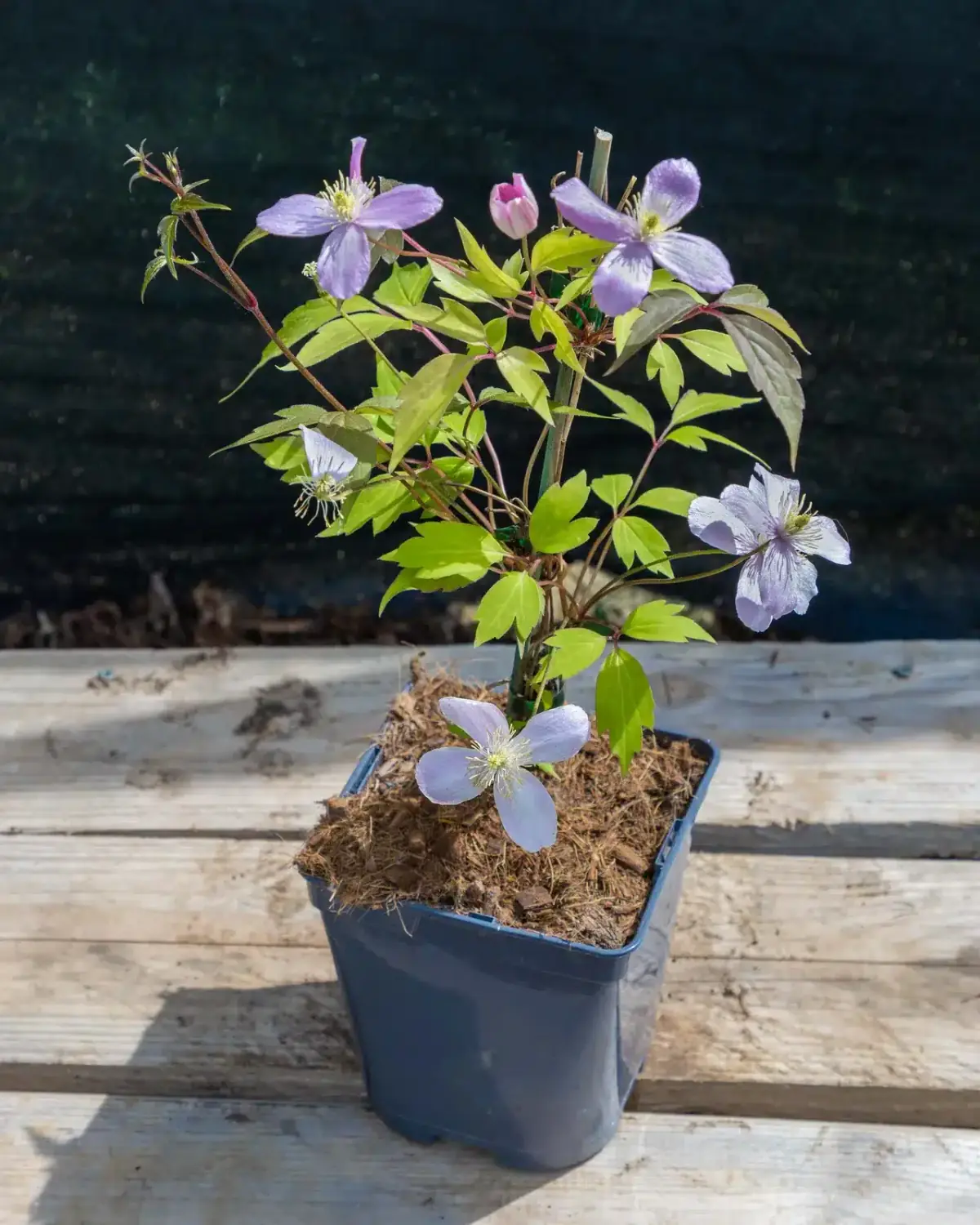 Clematis montana 'Rubens' en pot 3L, Grimpante vigoureuse à floraison spectaculaire