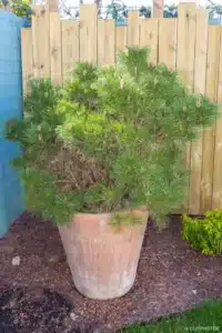 Conifère en pot en terre cuite devant la palissade bois à Buc