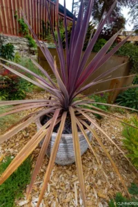 Cordyline en pot posée sur les gravillons