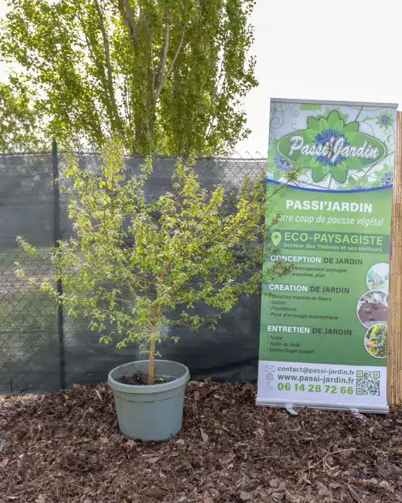Cornouiller, plante seconde vie Passi Jardin