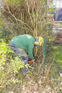 Jardinier coupant des arbustes au pied le long de la clôture à Buc