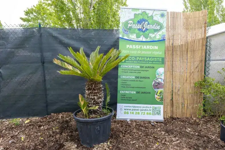 Cycas revoluta, plante seconde vie Passi Jardin