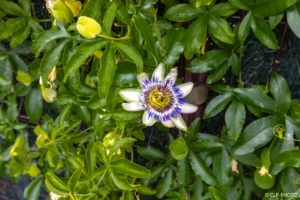 Fleur de passiflore ouverte au milieu de son feuillage