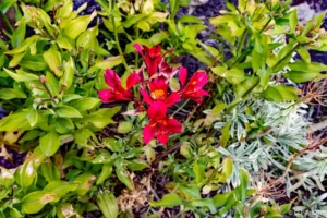 Fleurs rouges et feuillage argenté en massif