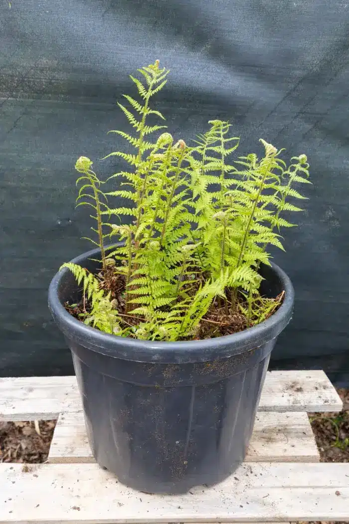 Fougère dryopteris, plante seconde vie Passi Jardin