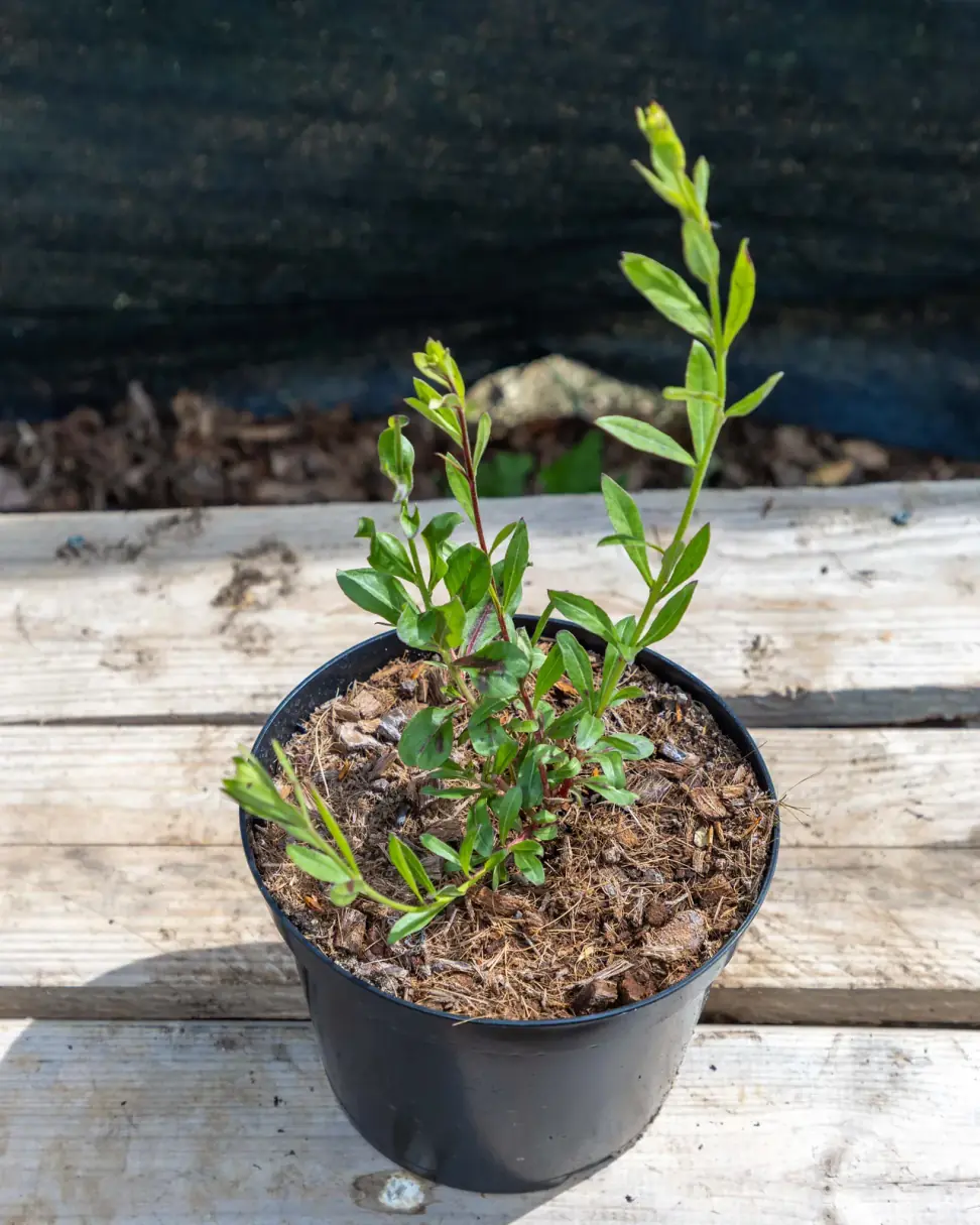 Gaura lindheimeri en pot 3L, Vivace légère et aérienne tout l’été