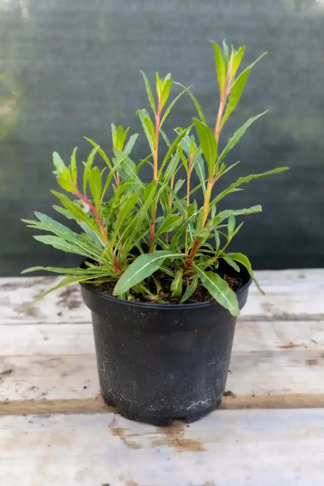 Gaura lindheimeri, plante seconde vie Passi Jardin