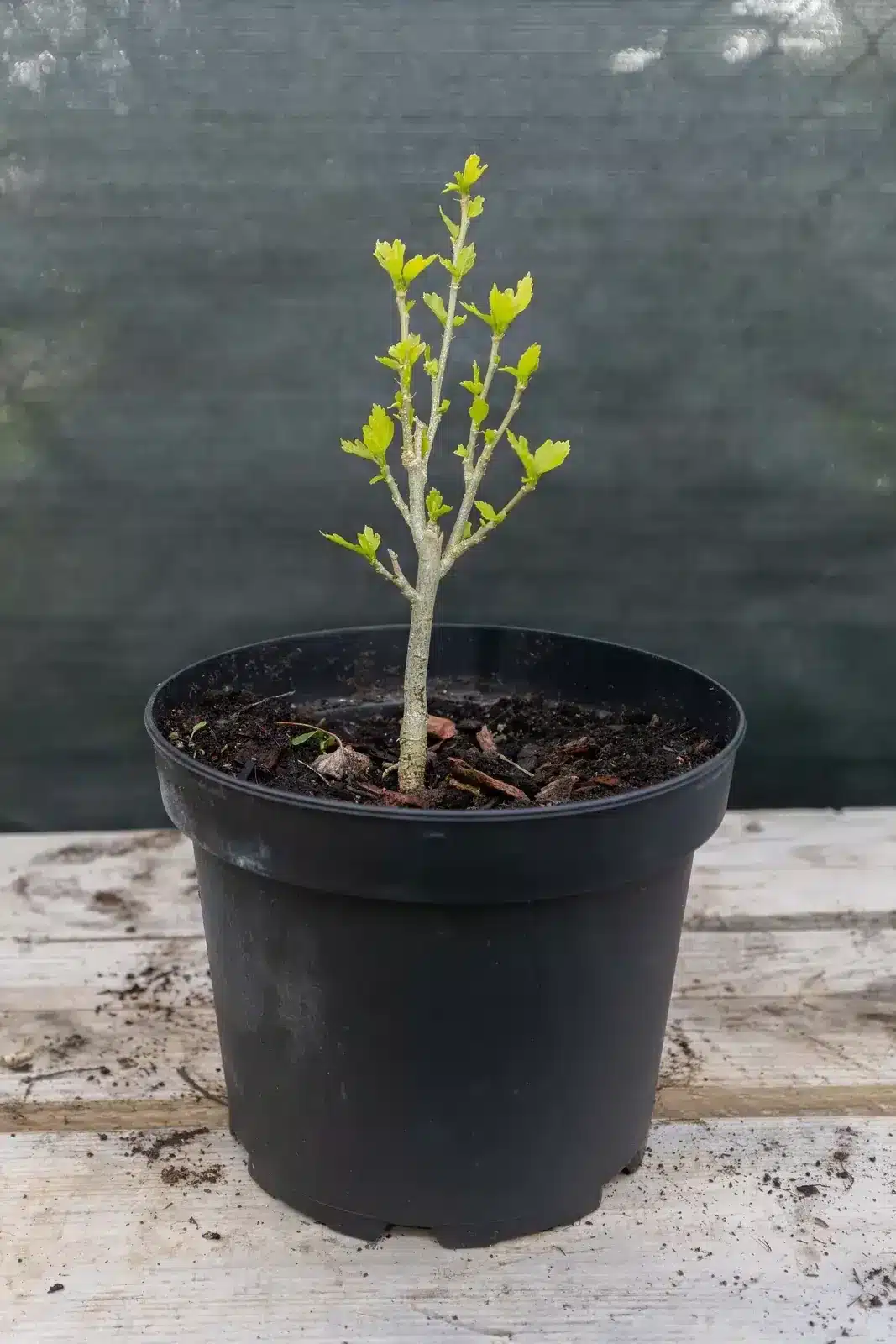 Hibiscus (2e exemplaire), plante seconde vie Passi Jardin