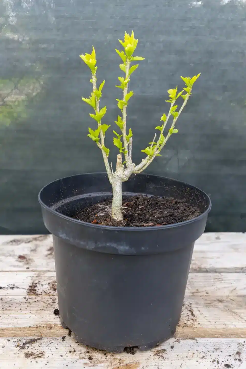 Hibiscus, plante seconde vie Passi Jardin