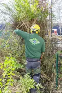 Jardinier de Passi’ Jardin dans une haie en cours de suppression à Buc