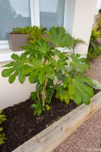 Jardinière en bois plantée d’un arbuste à grandes feuilles le long de la maison