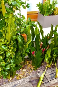 Jardinière plantée de grandes plantes à feuillage décoratif