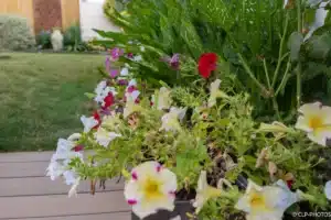 Jardinière fleurie de pétunias multicolores