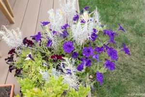 Jardinière de pétunias violets et blancs
