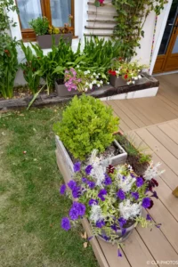 Jardinières fleuries posées sur une terrasse en bois