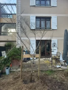 Jeune arbre planté le long de la façade de la résidence à Buc