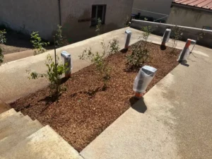 Jeunes arbustes protégés plantés dans un massif paillé le long d’un escalier, à Guerville
