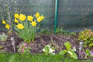 Jonquilles et primevères en fleurs dans un massif le long du gazon à Buc