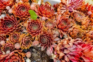 Joubarbes aux rosettes rouges et orangées