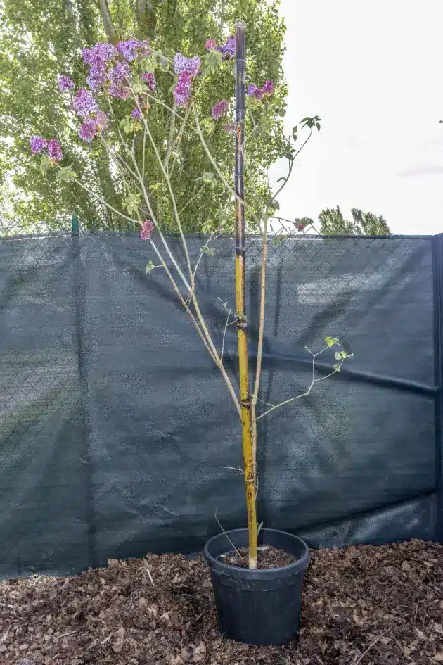 Lilas des Indes (Lagerstroemia), plante seconde vie remise en culture par Passi Jardin